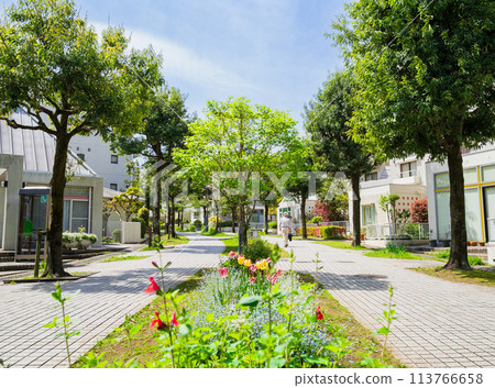 Suburban residential area, fresh green living road 113766658