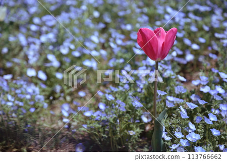 [Nemophila Festival at Osaka Maishima Seaside Park] (Hokko Green Space, Konohana Ward, Osaka City) 113766662