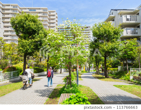 Suburban residential area, fresh green living road 113766663
