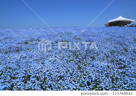 [Nemophila Festival at Osaka Maishima Seaside Park] (Hokko Green Space, Konohana Ward, Osaka City) 113766681