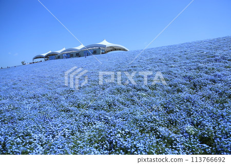 [Nemophila Festival at Osaka Maishima Seaside Park] (Hokko Green Space, Konohana Ward, Osaka City) 113766692