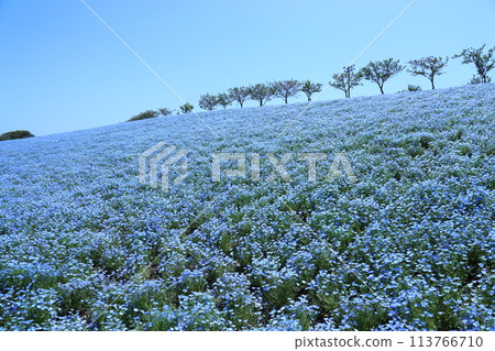 [Nemophila Festival at Osaka Maishima Seaside Park] (Hokko Green Space, Konohana Ward, Osaka City) 113766710