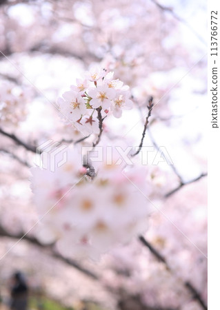 櫻花53 櫻花53 113766772