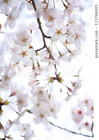 櫻花188 櫻花188 113766805