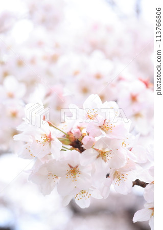 櫻花191 櫻花191 113766806