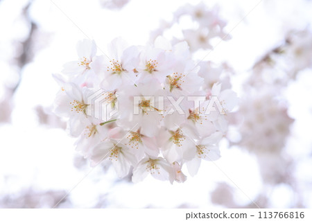 Sakura 233 - Stock Photo [113766816] - PIXTA