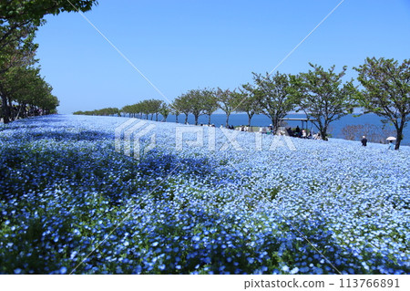 [Nemophila Festival at Osaka Maishima Seaside Park] (Hokko Green Space, Konohana Ward, Osaka City) 113766891