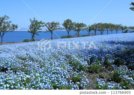 [大阪舞島海濱公園粉蝶節]（大阪市此花區北甲綠地） 113766905
