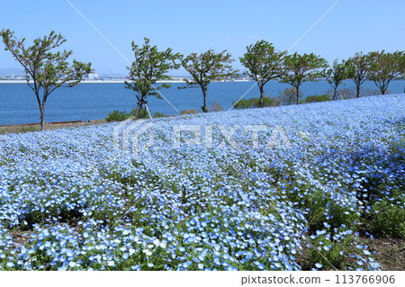 [大阪舞島海濱公園粉蝶節]（大阪市此花區北甲綠地） 113766906