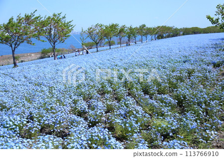 [大阪舞島海濱公園粉蝶節]（大阪市此花區北甲綠地） 113766910