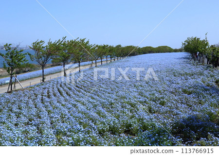 [Nemophila Festival at Osaka Maishima Seaside Park] (Hokko Green Space, Konohana Ward, Osaka City) 113766915