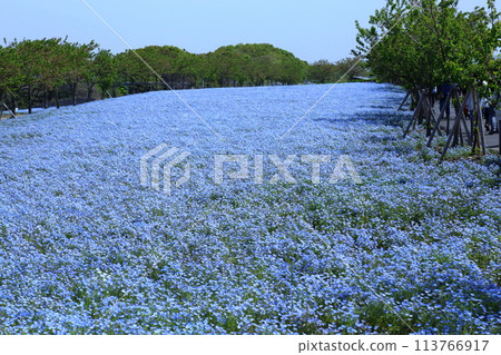 [Nemophila Festival at Osaka Maishima Seaside Park] (Hokko Green Space, Konohana Ward, Osaka City) 113766917