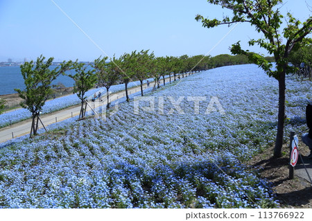 [大阪舞島海濱公園粉蝶節]（大阪市此花區北甲綠地） 113766922
