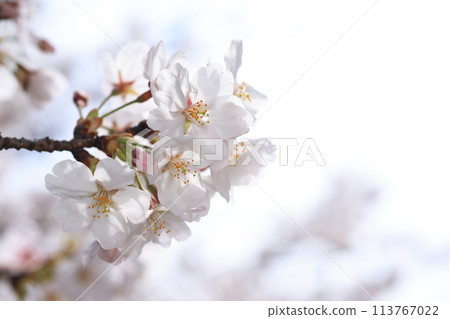 Sakura 275 Sakura 275 113767022