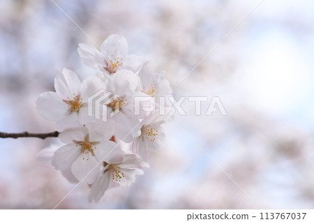 櫻花296 櫻花296 113767037