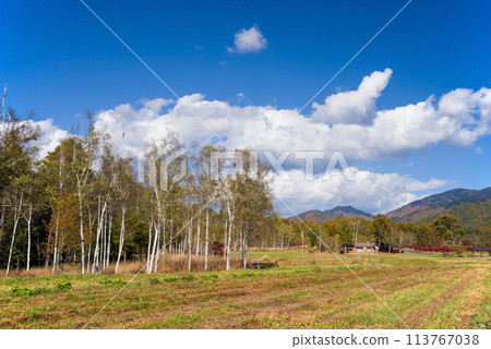 秋天的開田高原(木曾馬之裡) 白樺樹與蕎麥田 秋天的開田高原(木曾馬之裡) 白樺樹與蕎麥田 113767038
