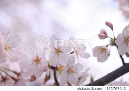 櫻花3 櫻花3 113767042