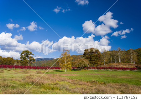 秋天的開田高原（木曾馬之裡周圍的紅葉和藍莓園） 113767152