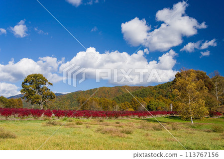 秋天的開田高原(木曾馬之裡周圍的紅葉和藍莓園) 秋天的開田高原(木曾馬之裡周圍的紅葉和藍莓園) 113767156