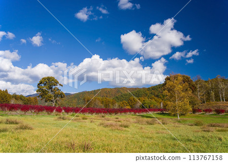 秋天的開田高原(木曾馬之裡周圍的紅葉和藍莓園) 秋天的開田高原(木曾馬之裡周圍的紅葉和藍莓園) 113767158