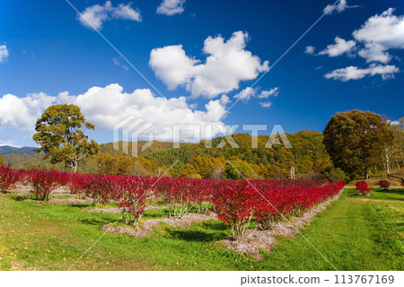 秋天的開田高原(木曾馬之裡周圍的紅葉和藍莓園) 秋天的開田高原(木曾馬之裡周圍的紅葉和藍莓園) 113767169