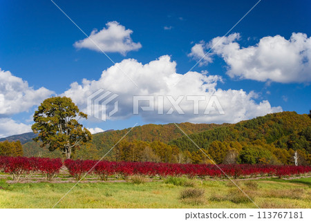 秋天的開田高原（木曾馬之裡周圍的紅葉和藍莓園） 113767181
