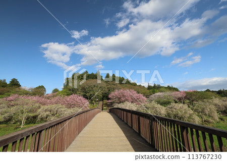 Hill of Hokuriku Fudoki 113767230