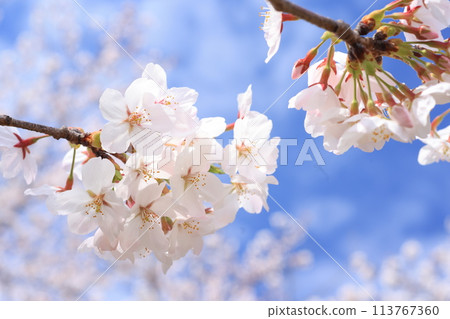 Sakura 257 113767360