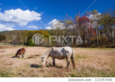 秋天的開田高原“木曾馬之裡” 秋天的開田高原“木曾馬之裡” 113767440