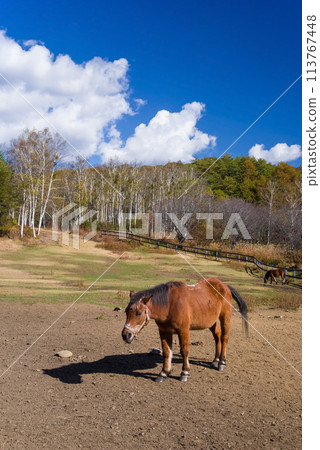 秋天的開田高原“木曾馬之裡” 秋天的開田高原“木曾馬之裡” 113767448