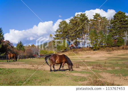 秋天的開田高原“木曾馬之裡” 秋天的開田高原“木曾馬之裡” 113767453