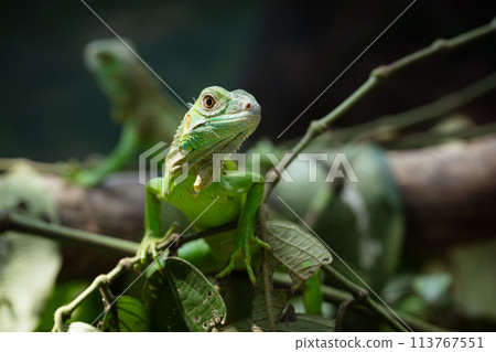 A baby green iguana with an adorable face 113767551