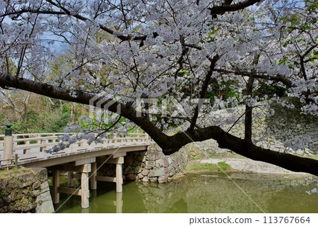 Around Chidoribashi Bridge at Matsue Castle in spring Around Chidoribashi Bridge at Matsue Castle in spring 113767664