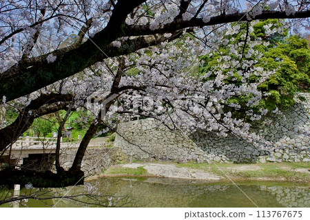 春天的松江城千鳥橋附近 113767675