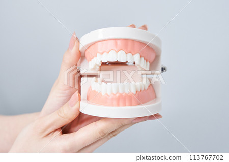 拿著牙齒模型的婦女的手 拿著牙齒模型的婦女的手 113767702