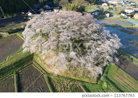石川縣中登町水城鍋山古墳的櫻花 113767763