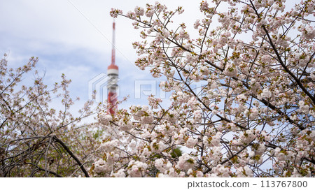 Peony flower with Tokyo Tower in the background 113767800