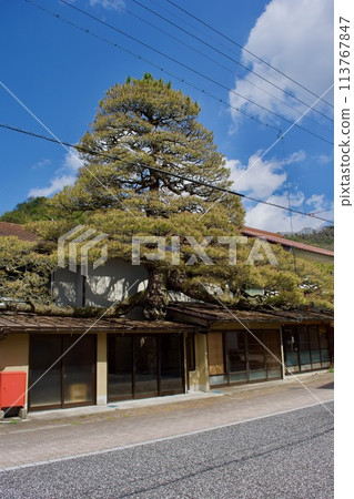 雲南市基蘇古鎮浪速的大松樹 113767847