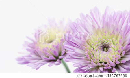 Purple chrysanthemum flowers, mourning postcard, funeral flower image material 113767868