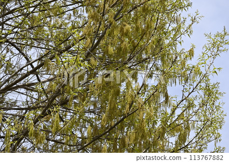 鋸齒橡樹花在藍天的襯托下閃閃發光 鋸齒橡樹花在藍天的襯托下閃閃發光 113767882