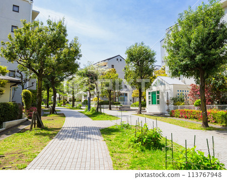 Suburban residential area, fresh green living road 113767948