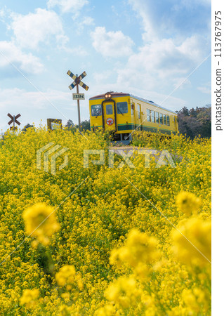 Train running rape field Train running rape field 113767975