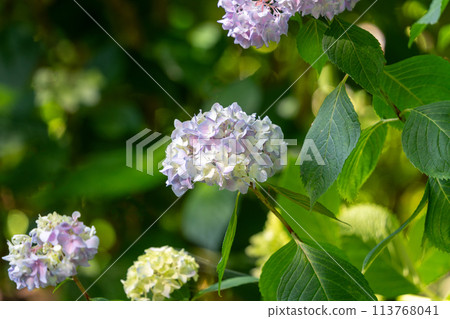 Pale purple hydrangeas blooming on a sunny day during the rainy season 113768041
