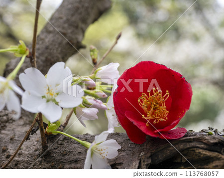 Cherry blossoms and fallen camellias Cherry blossoms and fallen camellias 113768057