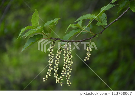 Flower of Kiboshi 113768067
