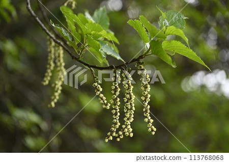 Flower of Kiboshi 113768068