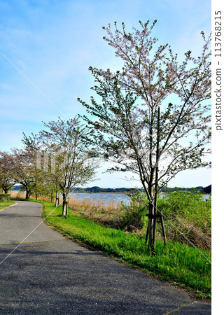 Chiba Prefecture: A view of cherry blossoms from the Teganuma Promenade Chiba Prefecture: A view of cherry blossoms from the Teganuma Promenade 113768215