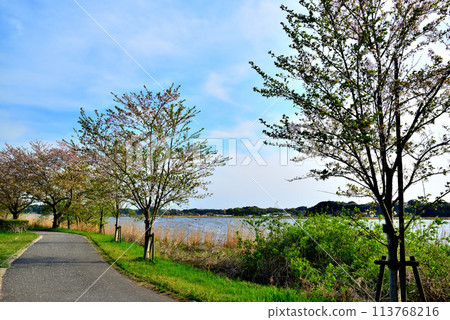 Chiba Prefecture: A view of cherry blossoms from the Teganuma Promenade Chiba Prefecture: A view of cherry blossoms from the Teganuma Promenade 113768216