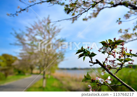 Chiba Prefecture: A view of cherry blossoms from the Teganuma Promenade 113768217