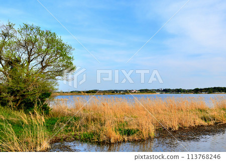 Chiba Prefecture: A view of cherry blossoms from the Teganuma Promenade 113768246